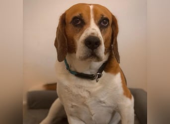 Cesare  - aktiver menschenbezogener Gentleman   ' nicht perfekt, aber perfekt liebenswert!