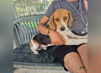 Teodoro - Beagle-Power trifft Sanftmut – dein perfekter Begleiter!