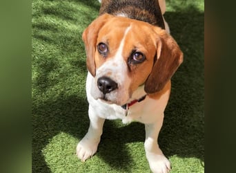 Cesare  - aktiver menschenbezogener Gentleman   ' nicht perfekt, aber perfekt liebenswert!