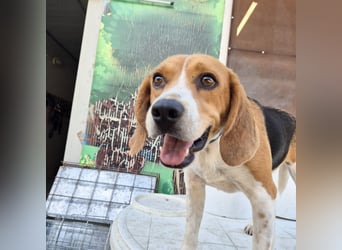 Teodoro - Beagle-Power trifft Sanftmut – dein perfekter Begleiter!