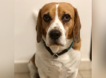 Cesare  - aktiver menschenbezogener Gentleman   ' nicht perfekt, aber perfekt liebenswert!