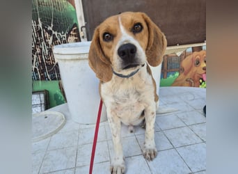 Teodoro - Beagle-Power trifft Sanftmut – dein perfekter Begleiter!