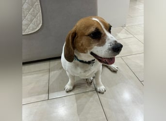 Cesare  - aktiver menschenbezogener Gentleman   ' nicht perfekt, aber perfekt liebenswert!