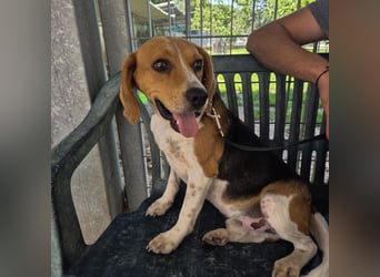 Teodoro - Beagle-Power trifft Sanftmut – dein perfekter Begleiter!