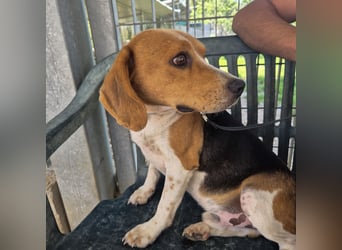 Teodoro - Beagle-Power trifft Sanftmut – dein perfekter Begleiter!