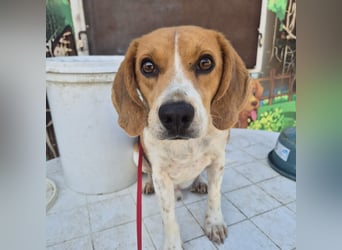 Teodoro - Beagle-Power trifft Sanftmut – dein perfekter Begleiter!