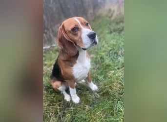 Zef ❤️ fröhlicher, sensibler Beagle-Rüde