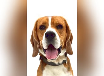 Zef ❤️ fröhlicher, sensibler Beagle-Rüde