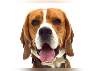 Zef ❤️ fröhlicher, sensibler Beagle-Rüde