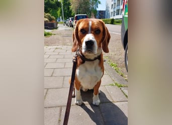 Zef ❤️ fröhlicher, sensibler Beagle-Rüde