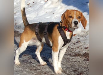 Archie Boy - verspielter junger Wirbelwind - Tierhilfe Franken e.V.