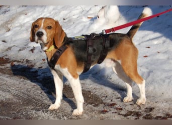 Archie Boy - verspielter junger Wirbelwind - Tierhilfe Franken e.V.