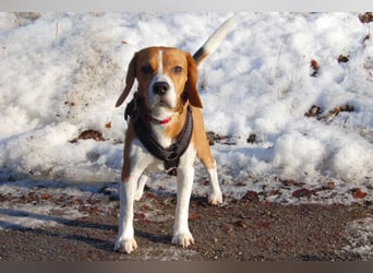Archie Boy - verspielter junger Wirbelwind - Tierhilfe Franken e.V.