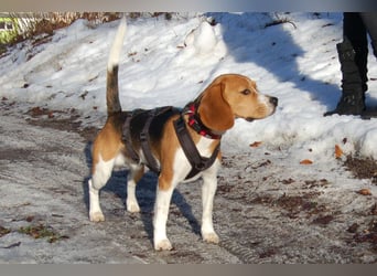 Archie Boy - verspielter junger Wirbelwind - Tierhilfe Franken e.V.
