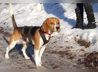 Archie Boy - verspielter junger Wirbelwind - Tierhilfe Franken e.V.