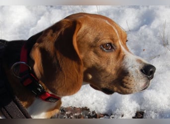 Archie Boy - verspielter junger Wirbelwind - Tierhilfe Franken e.V.