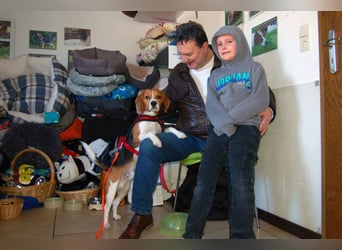 Archie Boy - verspielter junger Wirbelwind - Tierhilfe Franken e.V.