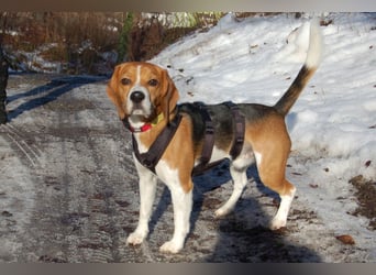 Archie Boy - verspielter junger Wirbelwind - Tierhilfe Franken e.V.