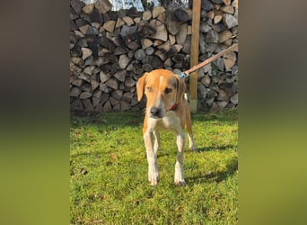 Lola, sucht ein aktives Zuhause