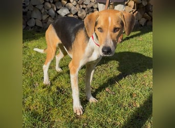 Lola, sucht ein aktives Zuhause