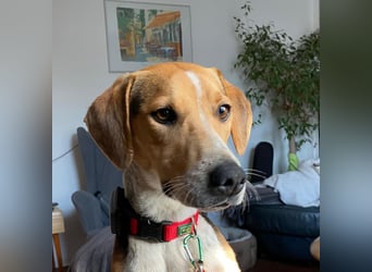 Lola, sucht ein aktives Zuhause