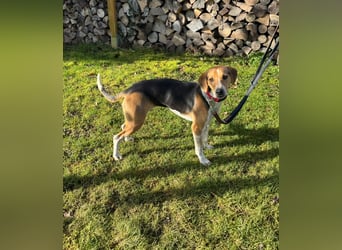 Lola, sucht ein aktives Zuhause