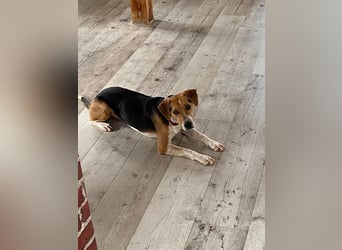 Lola, sucht ein aktives Zuhause