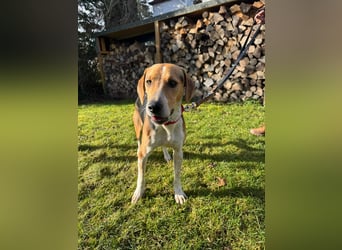 Lola, sucht ein aktives Zuhause