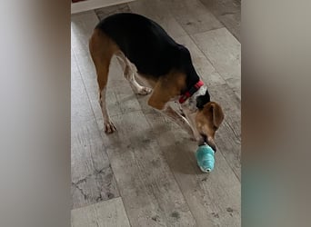 Lola, sucht ein aktives Zuhause