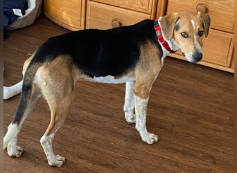 Lola, sucht ein aktives Zuhause