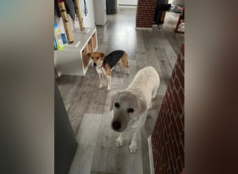 Lola, sucht ein aktives Zuhause