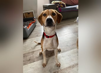 Lola, sucht ein aktives Zuhause