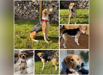 Lola, sucht ein aktives Zuhause