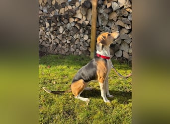 Lola, sucht ein aktives Zuhause