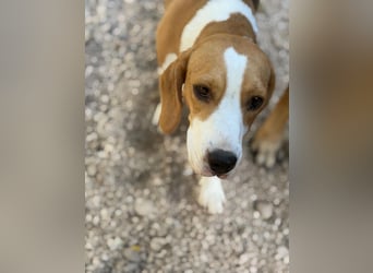 Mango - ein kleines Beaglemädchen, das endlich Liebe statt Leid erfahren möchte