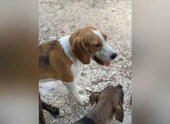 Mango - ein kleines Beaglemädchen, das endlich Liebe statt Leid erfahren möchte