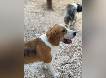Mango - ein kleines Beaglemädchen, das endlich Liebe statt Leid erfahren möchte