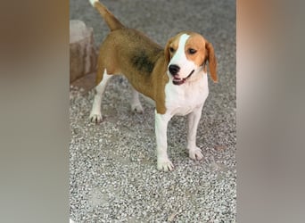Mango - ein kleines Beaglemädchen, das endlich Liebe statt Leid erfahren möchte