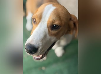 Mango - ein kleines Beaglemädchen, das endlich Liebe statt Leid erfahren möchte
