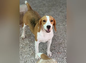 Mango - ein kleines Beaglemädchen, das endlich Liebe statt Leid erfahren möchte
