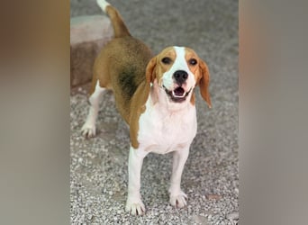 Mango - ein kleines Beaglemädchen, das endlich Liebe statt Leid erfahren möchte