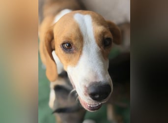 Mango - ein kleines Beaglemädchen, das endlich Liebe statt Leid erfahren möchte
