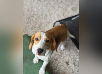 Mango - ein kleines Beaglemädchen, das endlich Liebe statt Leid erfahren möchte