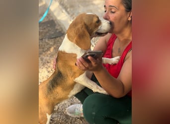 Mango - ein kleines Beaglemädchen, das endlich Liebe statt Leid erfahren möchte