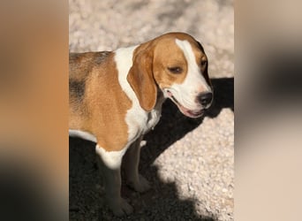 Mango - ein kleines Beaglemädchen, das endlich Liebe statt Leid erfahren möchte