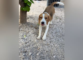 Mango - ein kleines Beaglemädchen, das endlich Liebe statt Leid erfahren möchte