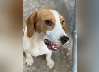 Mango - ein kleines Beaglemädchen, das endlich Liebe statt Leid erfahren möchte