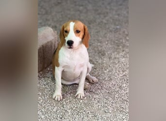 Mango - ein kleines Beaglemädchen, das endlich Liebe statt Leid erfahren möchte