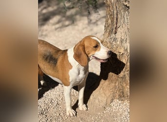Mango - ein kleines Beaglemädchen, das endlich Liebe statt Leid erfahren möchte