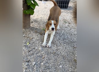 Mango - ein kleines Beaglemädchen, das endlich Liebe statt Leid erfahren möchte